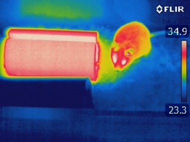 Mouse outside Romanovsky Holder, IR camera view